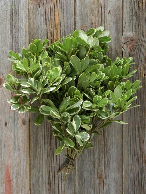 PITTOSPORUM VARIGATED GREENS